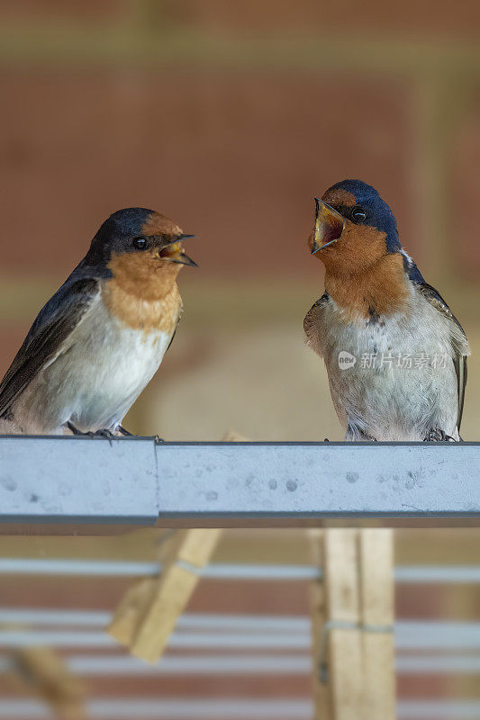 欢迎吞咽(Hirundo neoxena)